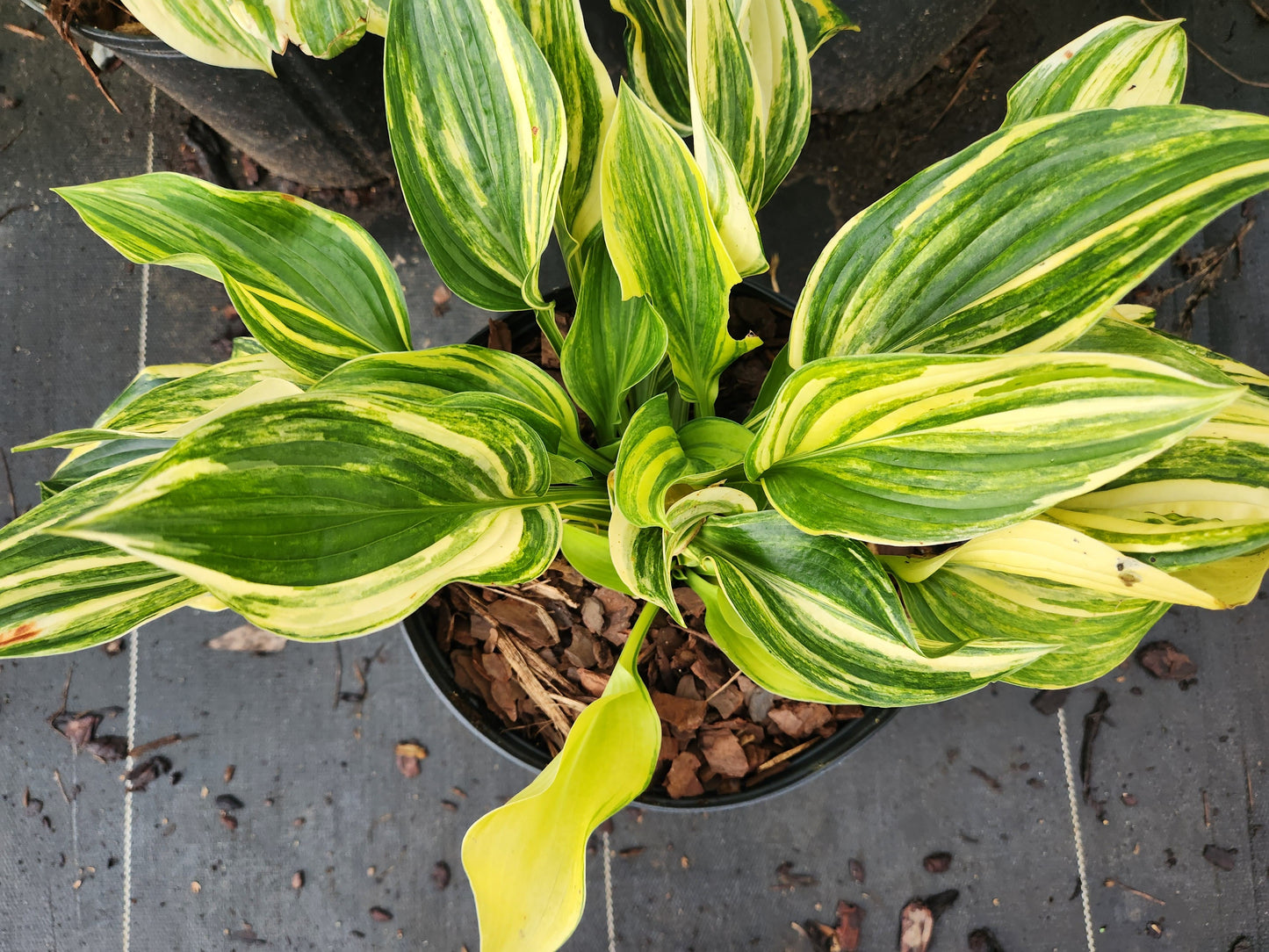 Bob Axmear Streaked Seedling | 3 Streaked Eyes | Rare Collector Hosta