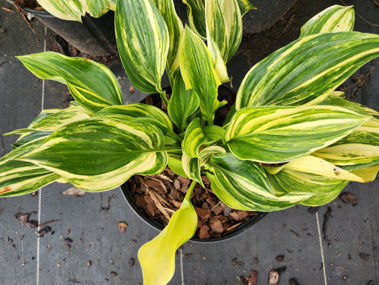 Bob Axmear Streaked Seedling | 3 Streaked Eyes | Rare Collector Hosta
