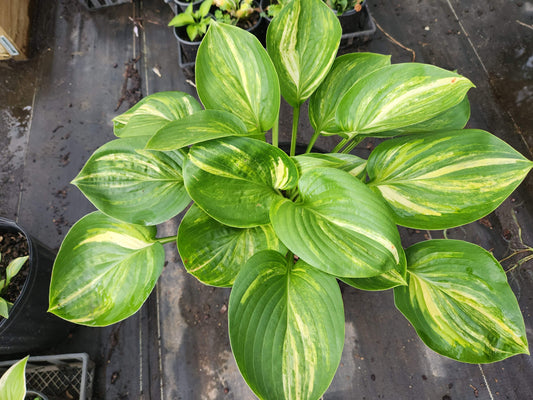 Fickle Blue Genes Streaked Seedling | 3 Streaked Eyes | Rare Collector Hosta