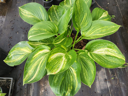 Fickle Blue Genes Streaked Seedling | 3 Streaked Eyes | Rare Collector Hosta