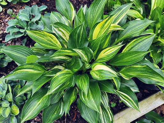Hosta Polychrome OS