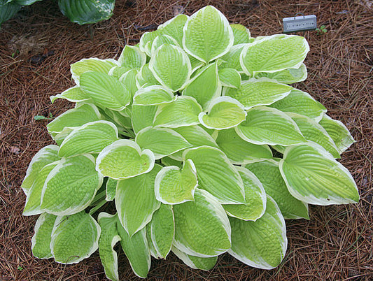 Hosta Saint Elmo’s Fire