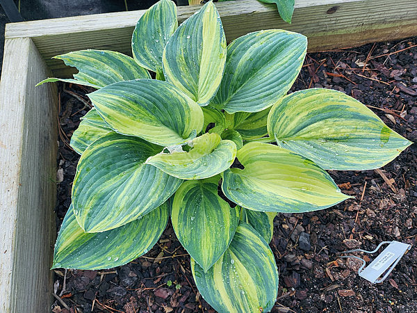 Hosta Streakin in Maine OS