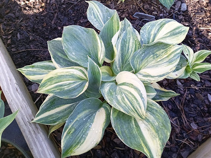 Hosta Streakin in Maine OS