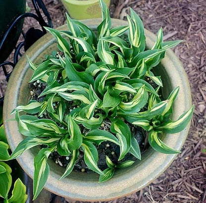 Hosta Ting Tang OS