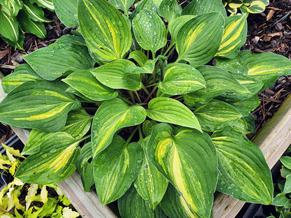 Hosta Winter Thunder OS