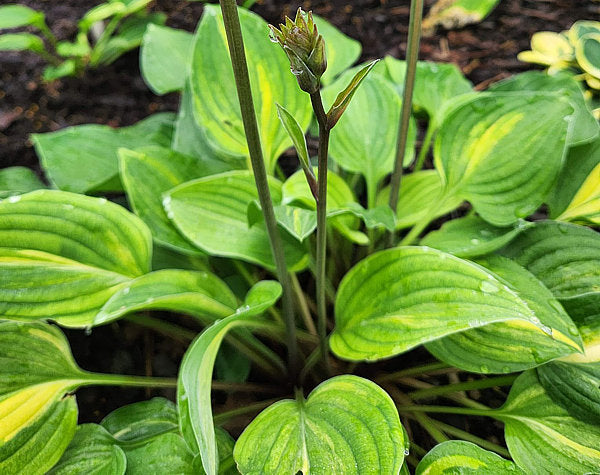 Hosta Winter Thunder OS