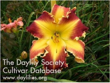 Diamond Back image 0