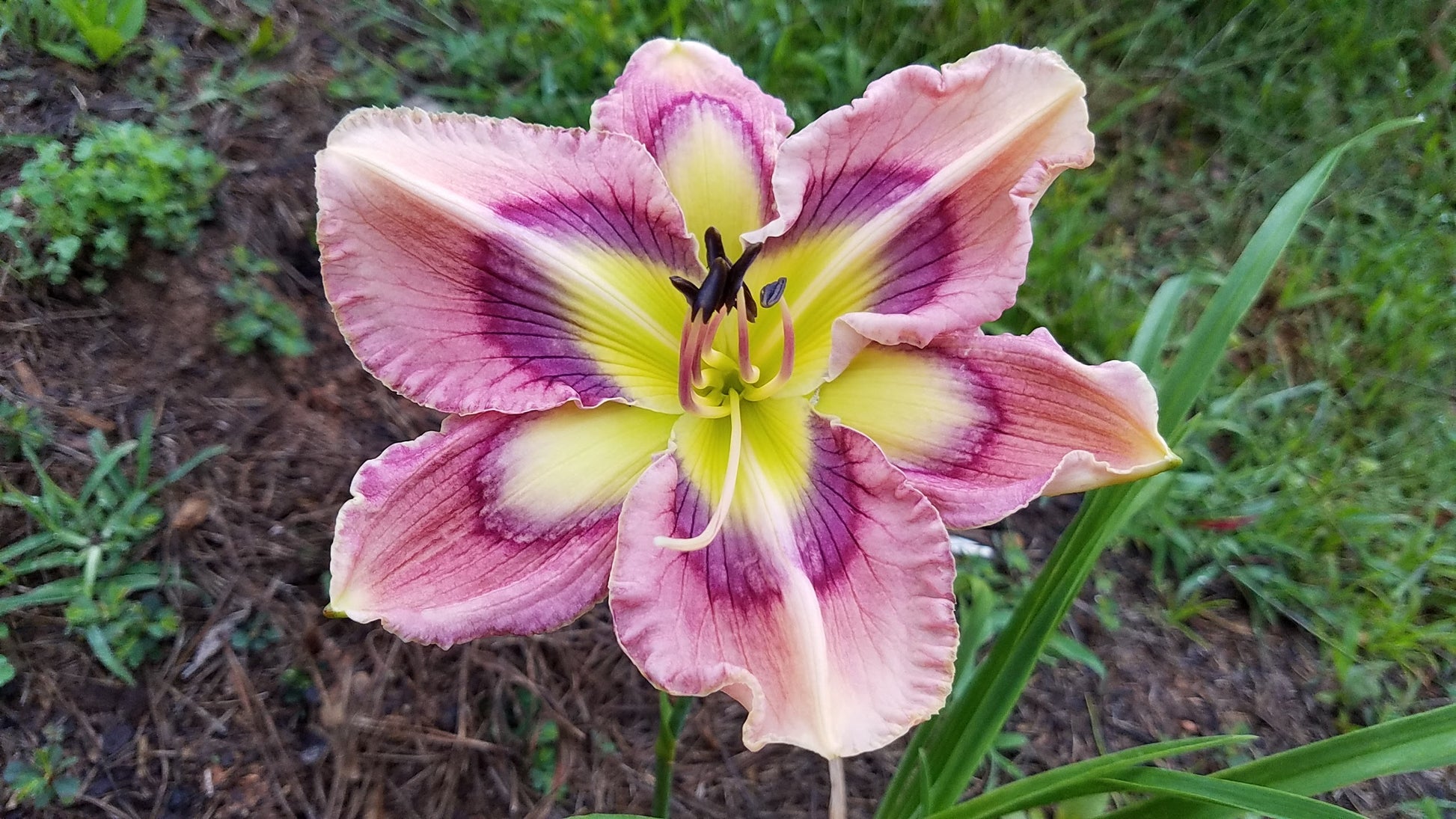 Alien Abduction image 0