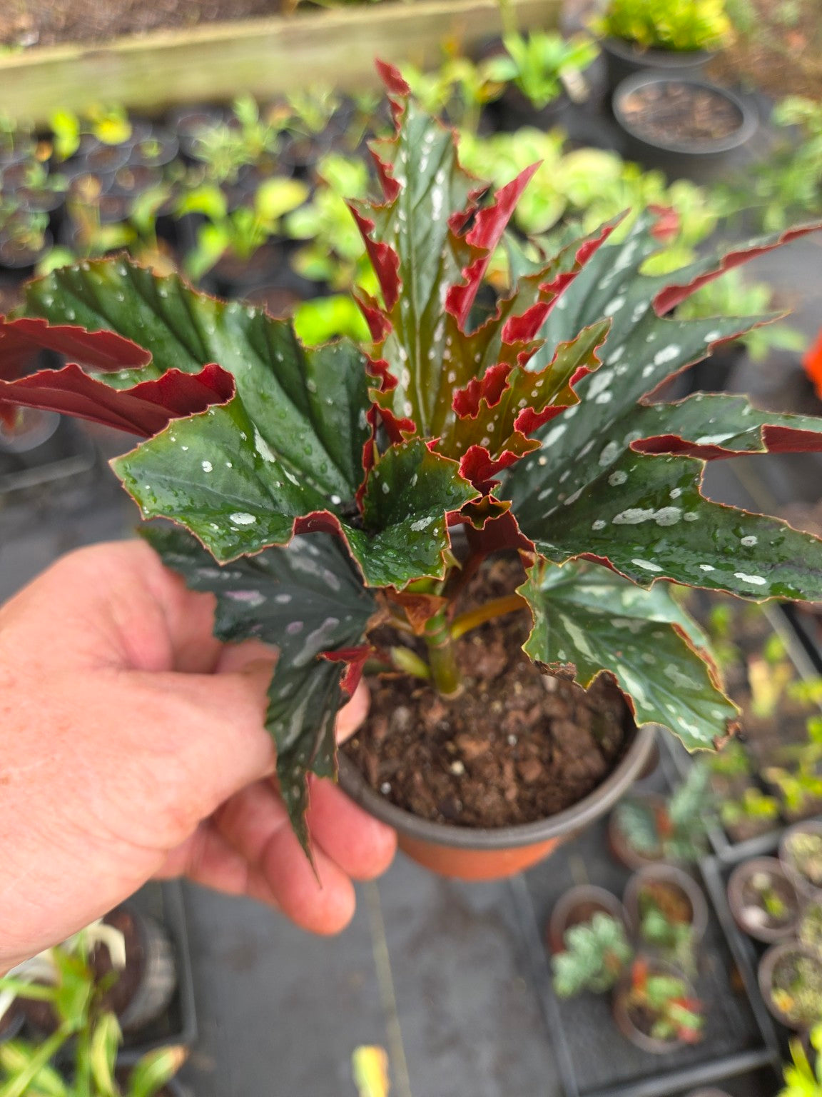Angel Wing Begonia with spotted green leaves and red leaf undersides