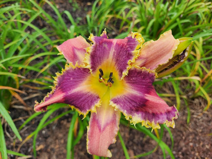 Daylily Seedlings for sale image 1
