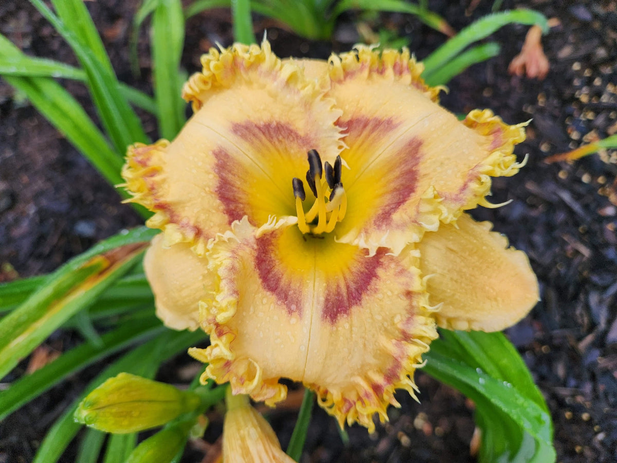 Buddy's Spike daylily at Bentley Gardens, showing yellow petals, a plum eye and pointed gold teeth along the edges