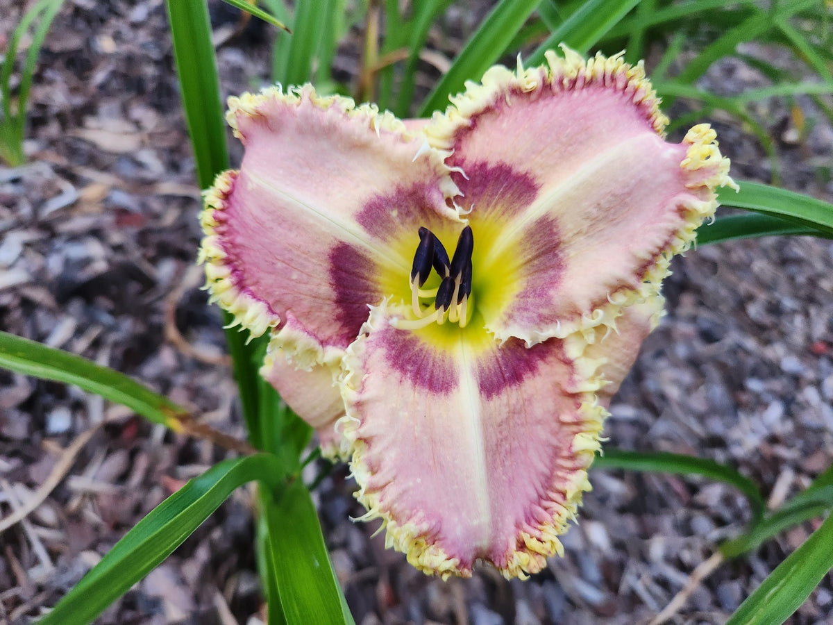 Casper's Revenge daylily photographed at Bentley Gardens with pale pink petals, a plum-colored eye and ruffled yellow edging.