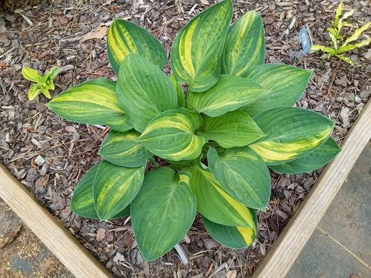 Sally and Bob OS image 0