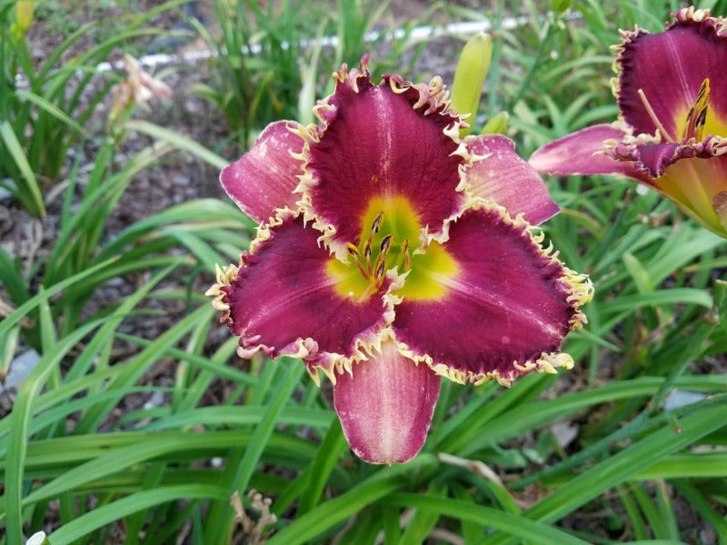 Venus Flytrap image 0