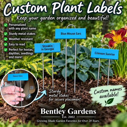 Three personalized blue plant labels displayed in a hosta and daylily garden