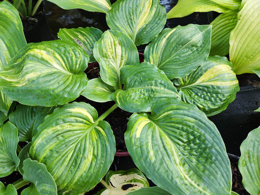 Winnebago Cyclone OS image 0