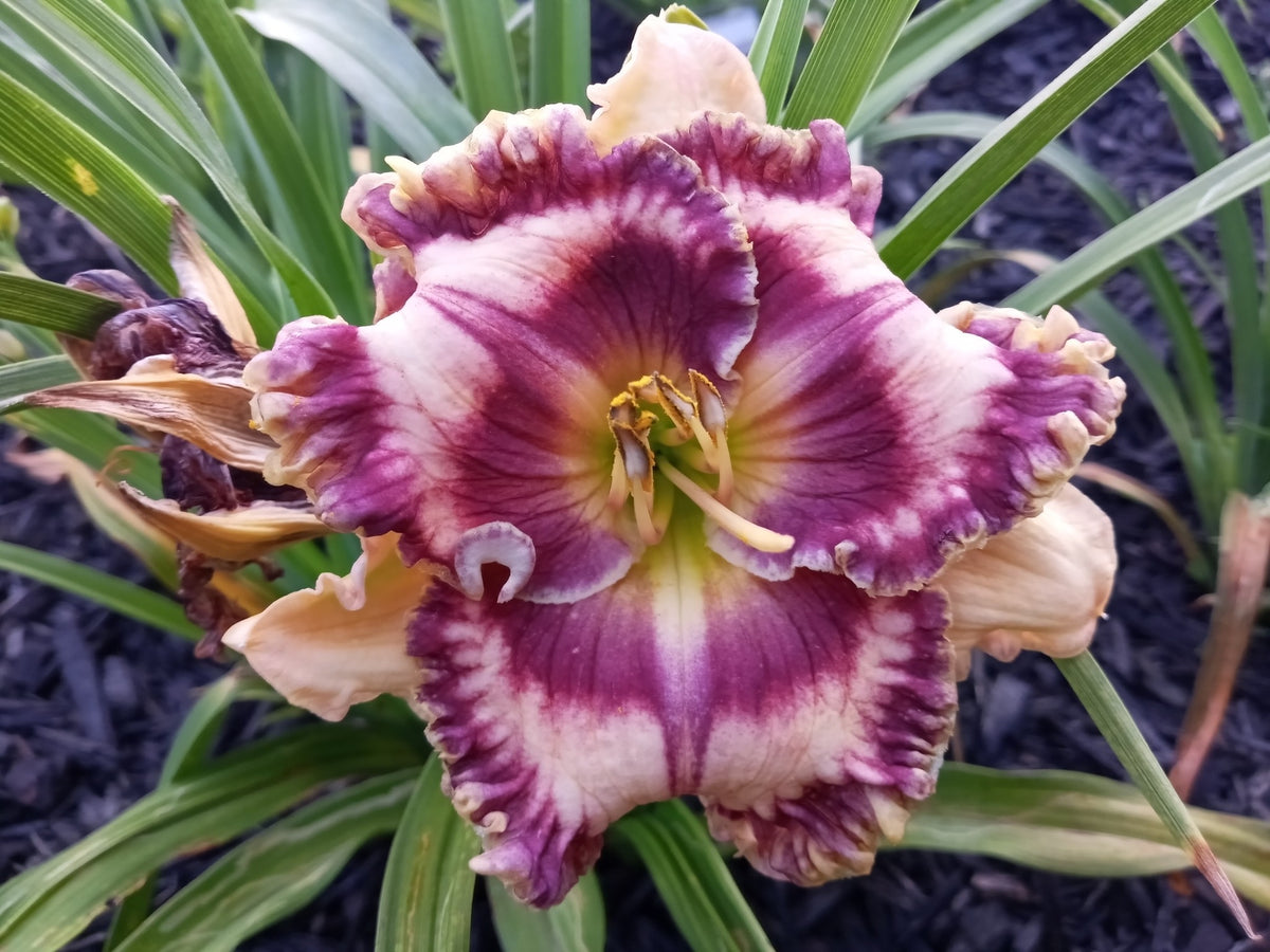 Double Helix daylily photographed at Bentley Gardens with cream petals and a broad purple eye and ruffled edge.