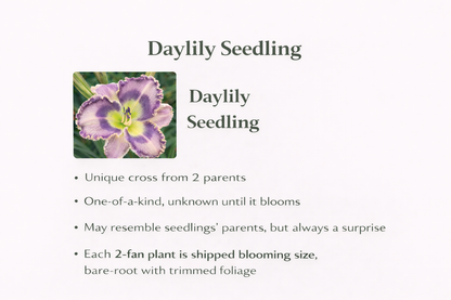 Daylily Seedlings for sale