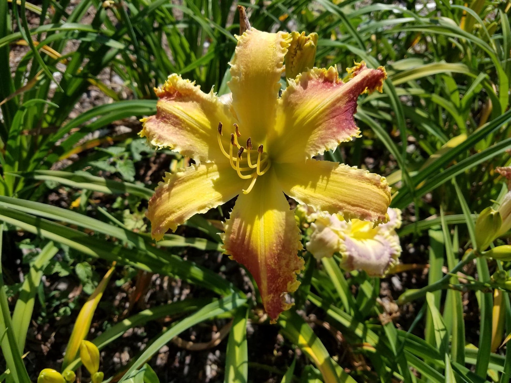Spacecoast Razor Tooth image 0