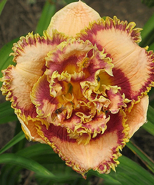 Bonibrae Sharky image 0