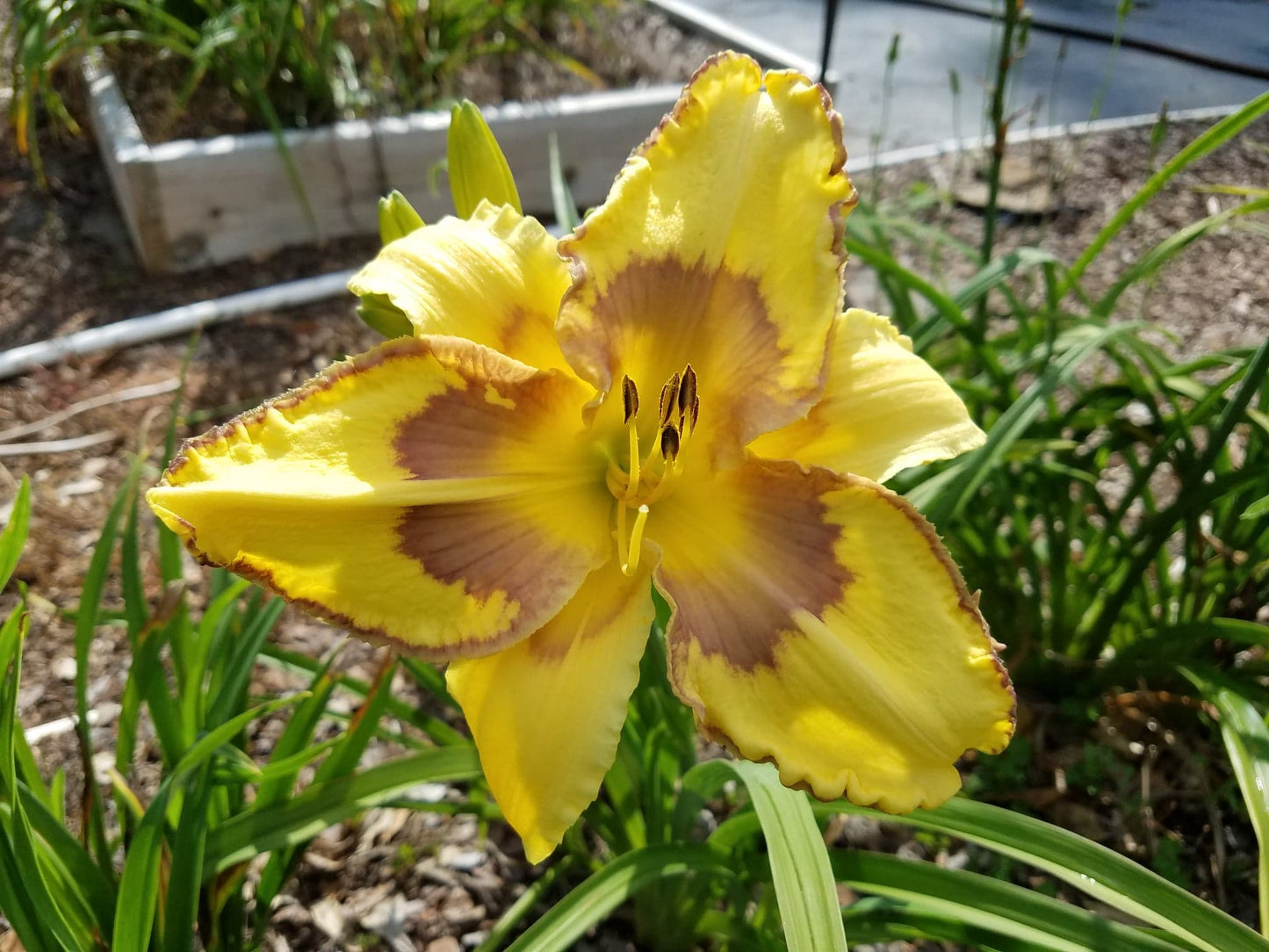Ursula's Golden Adonis image 0