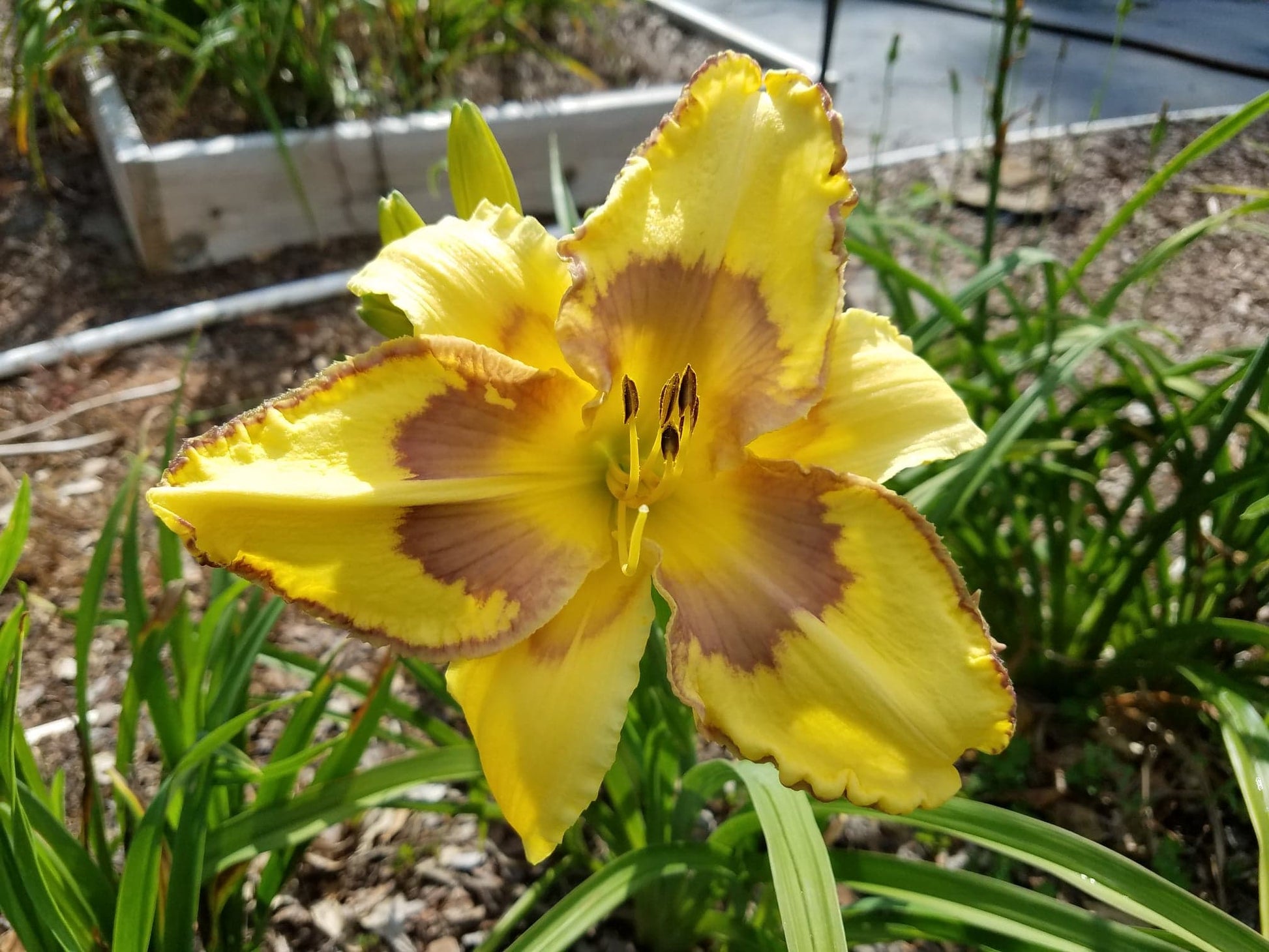 Ursula's Golden Adonis image 0