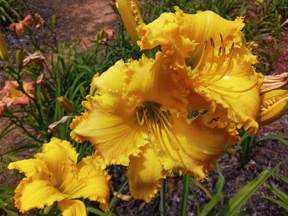 Buttercup Kisses image 1