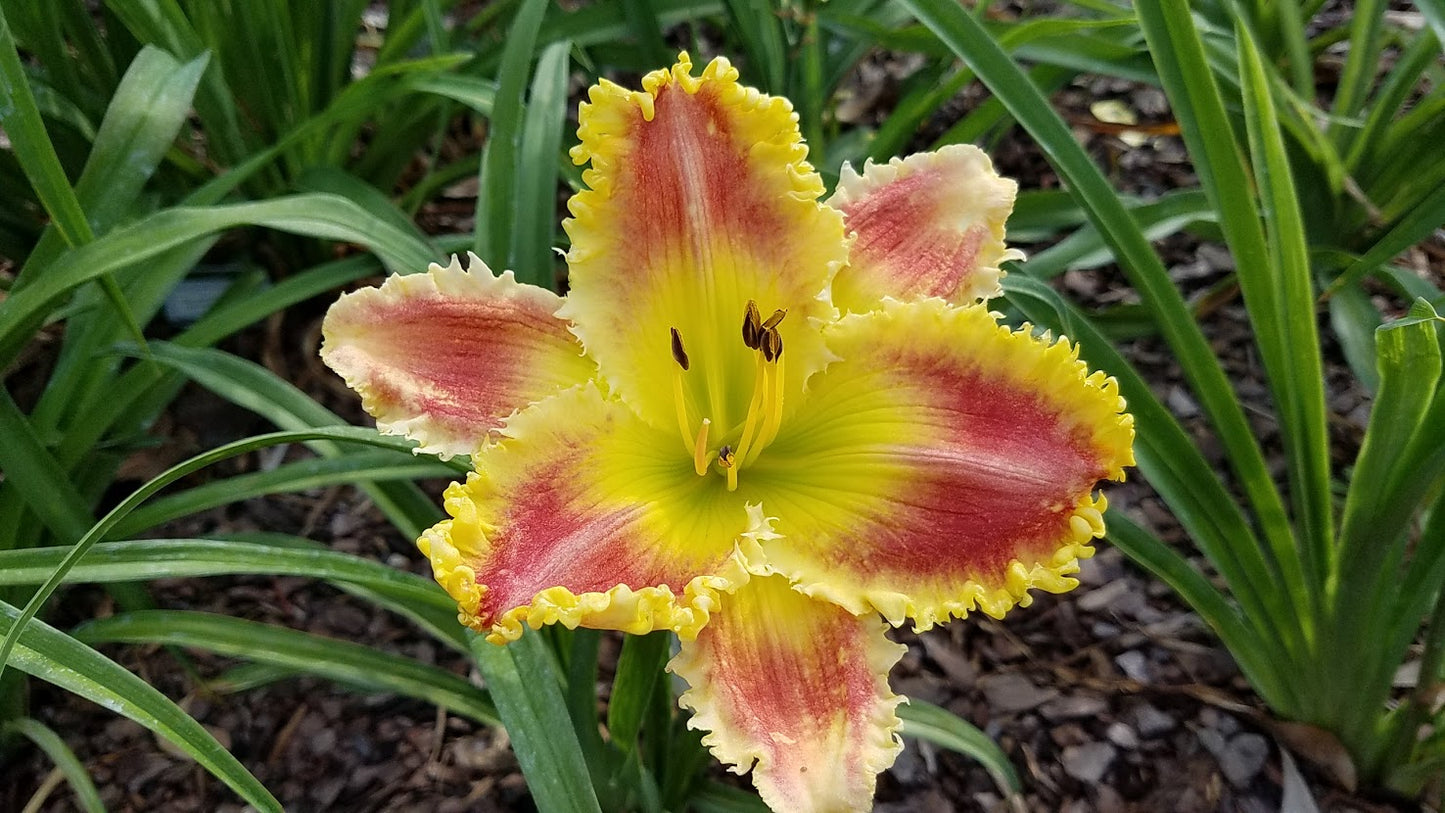 Bites Like A Thousand Teeth image 0