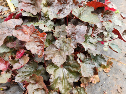 Heuchera Black Olive Qt. image 1