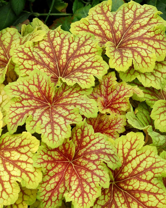 Heuchera Red Lightning Qt. image 0