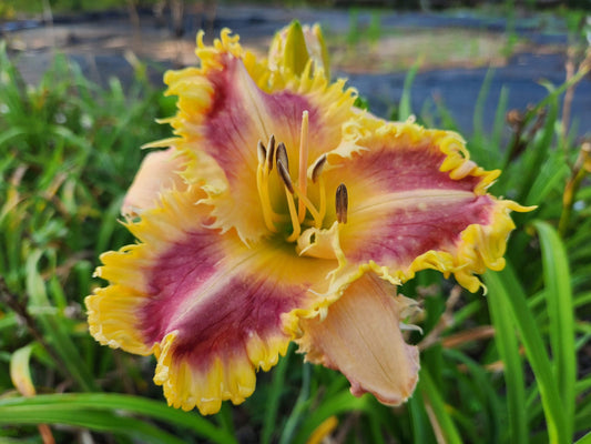 Daylily Seedlings for sale image 0