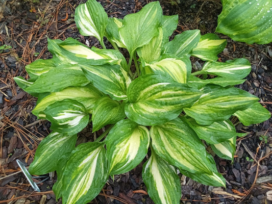 Hollywood Yosemite Sam (OS) image 0