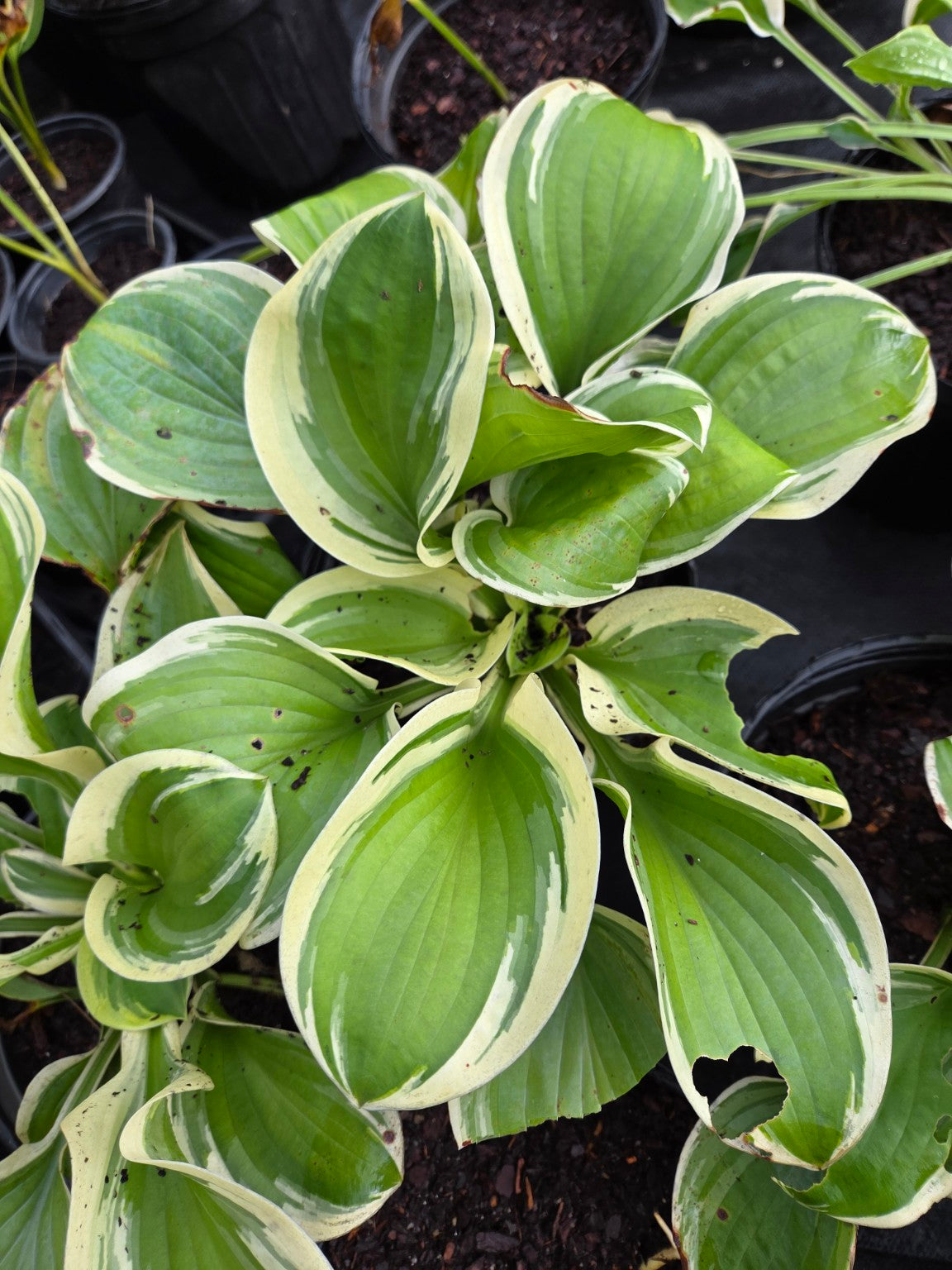 Mature Hosta ‘Diana Remembered’ showing green leaves with creamy white margins