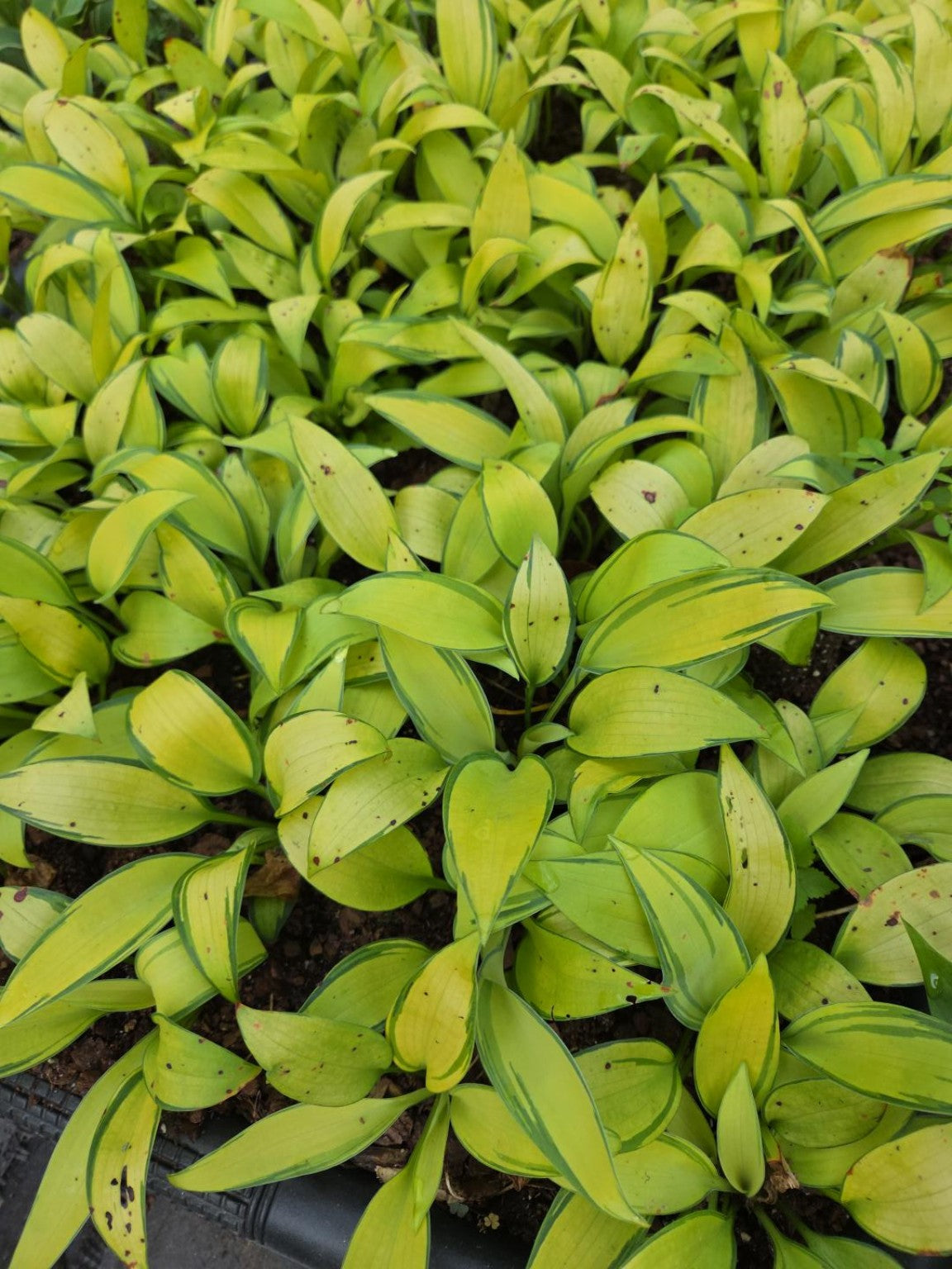 Hosta ‘June’ liners with golden-green leaves and blue-green margins