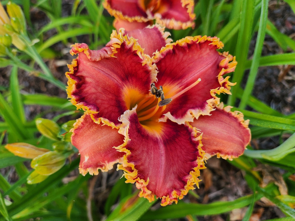 Interview with a Vampire daylily bloom with red petals, a dark burgundy eye, golden-yellow throat and ruffled gold-toothed edges.