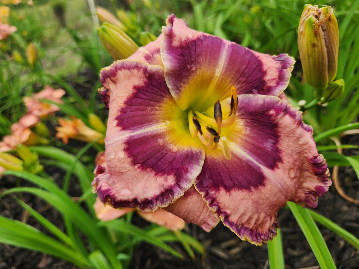 Major Carter daylily photographed at Bentley Gardens, with peach-pink petals, a broad purple eye and a yellow-green throat.
