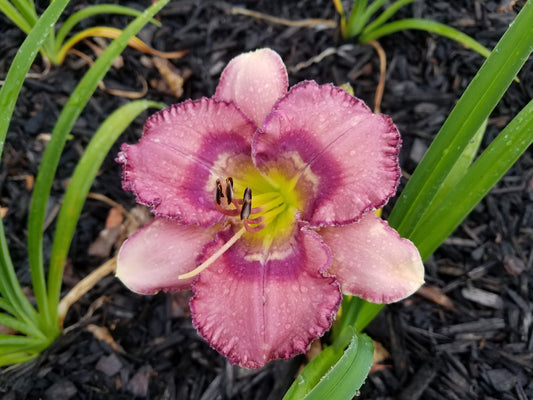 Daylily Mysterious Zodiac