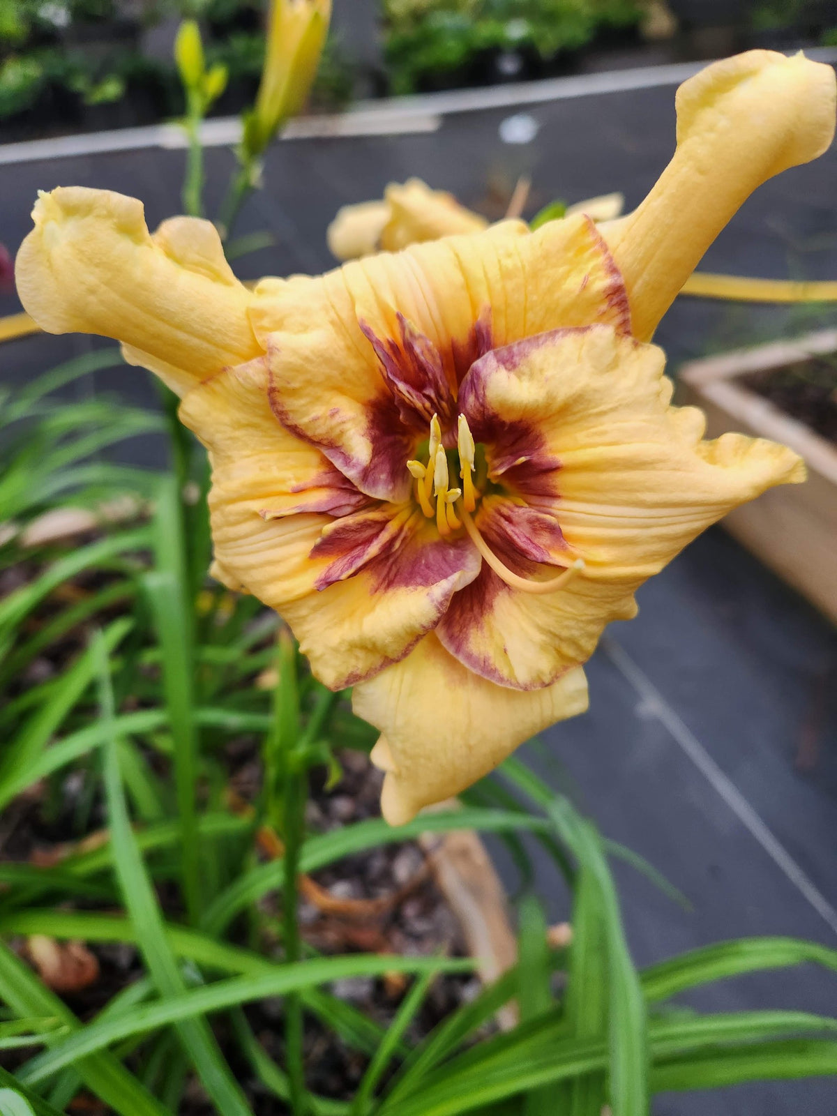 One Nation Under God daylily photographed at Bentley Gardens, with yellow petals, a wine-red eye and raised petal appendages.