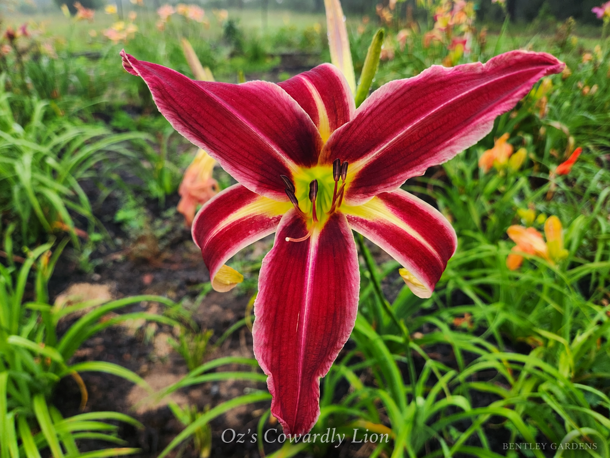 Oz’s Cowardly Lion daylily at Bentley Gardens, with red spider-form petals, pale midribs and edging, and a green throat.
