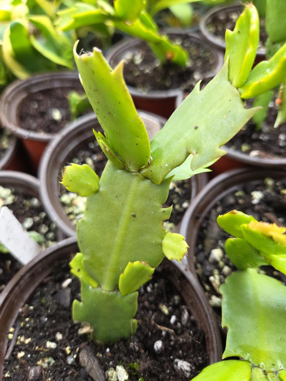 Young pink Thanksgiving cactus growing in a nursery pot
