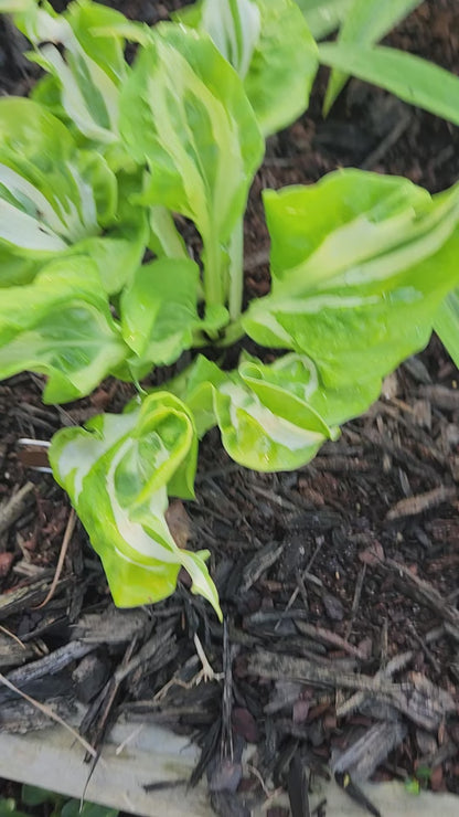 Hosta Totally Awe Sum