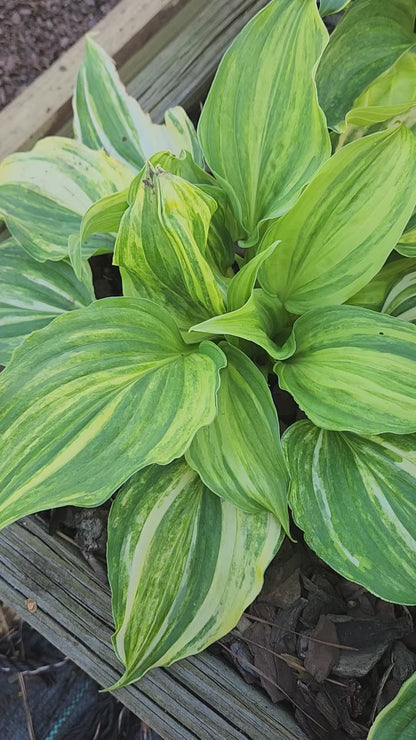 BAP-10 Plant Growth Hormone – Bentley Gardens