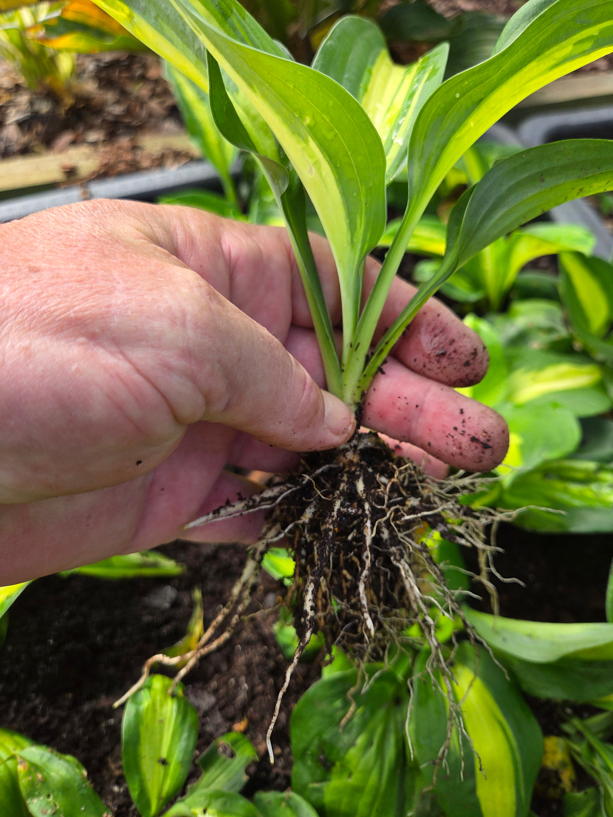 Close view of Hosta ‘Vulcan’ creamy-white and dark-green leaves