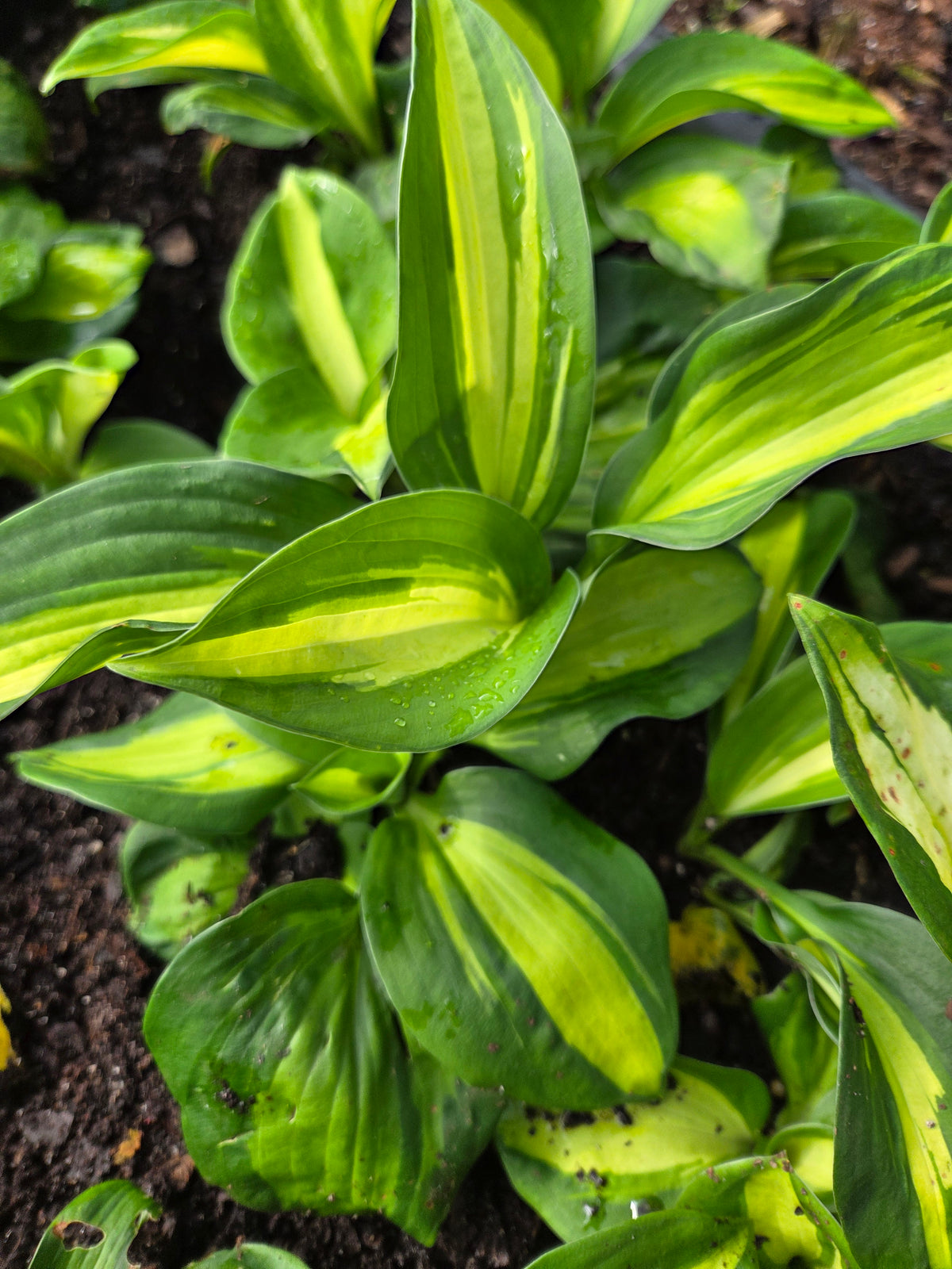 Hosta ‘Vulcan’ rooted liner plant showing variegated foliage