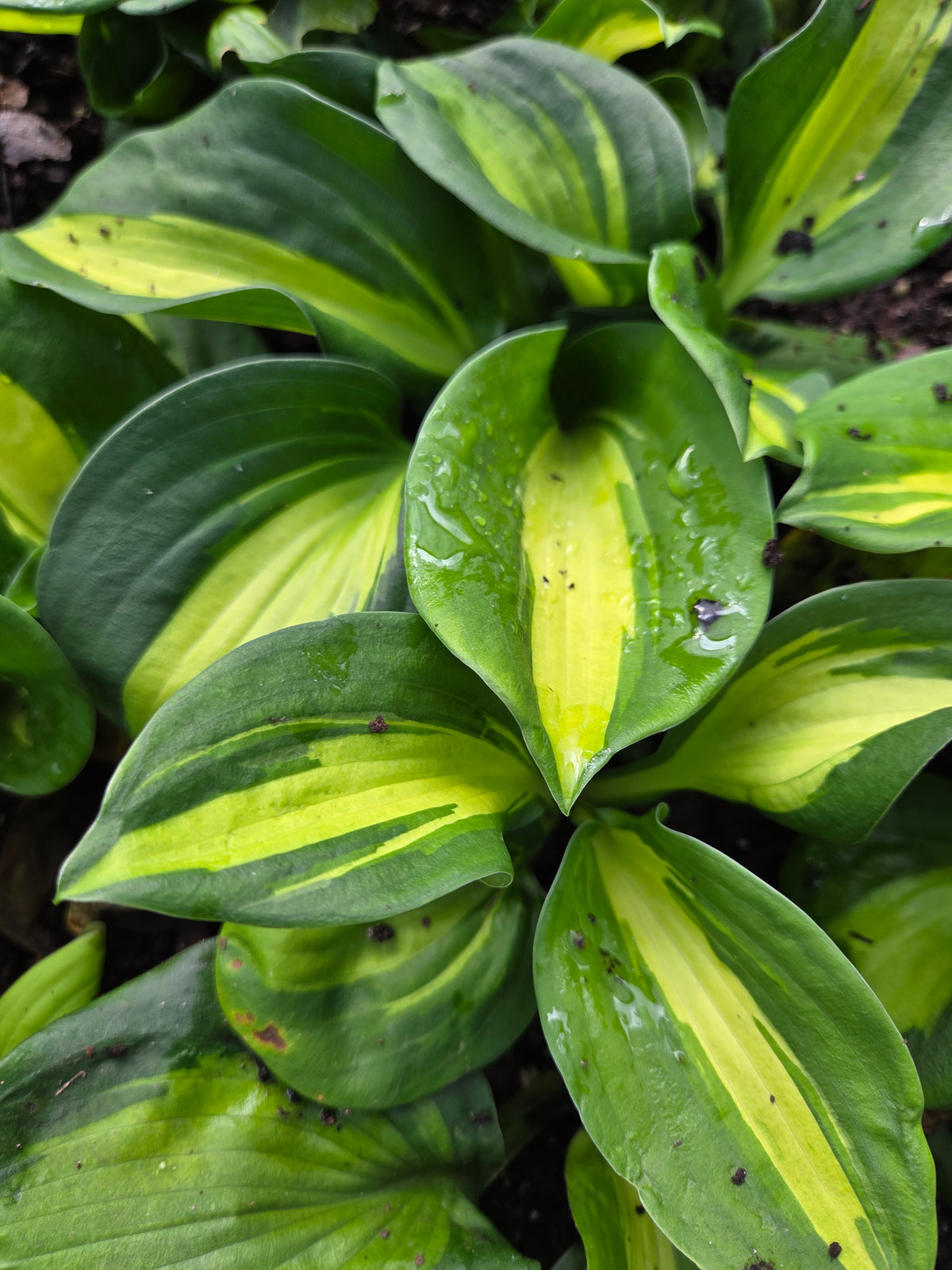 Hosta ‘Vulcan’ liner plant prepared by Bentley Gardens