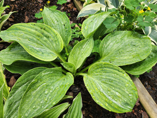 Hosta Spilt Milk