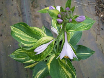 Hosta Streakin in Alabama OS