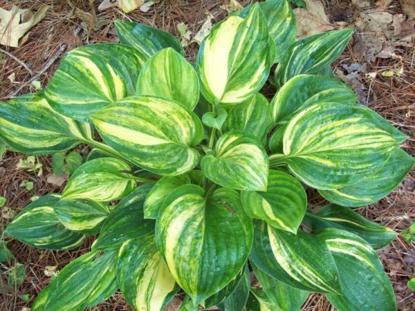 Hosta Streakin in Alabama OS