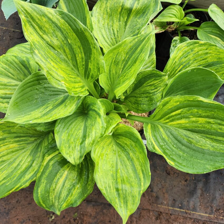 Streaked Hostas – Bentley Gardens